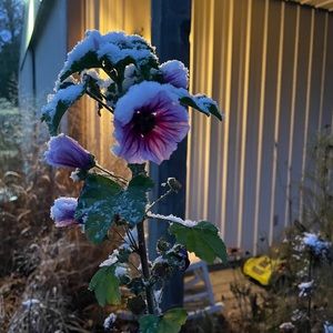 Winters Greetings! Make an offer.